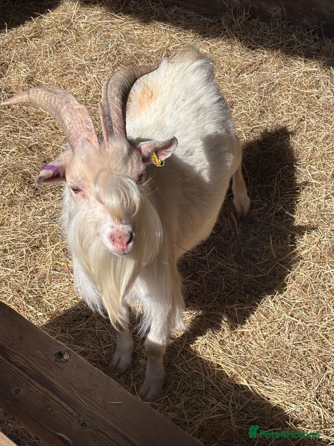 Goats livestock for sale: Proven Billy Goat – 2 Years Old Seeking Good Home - Advert 2