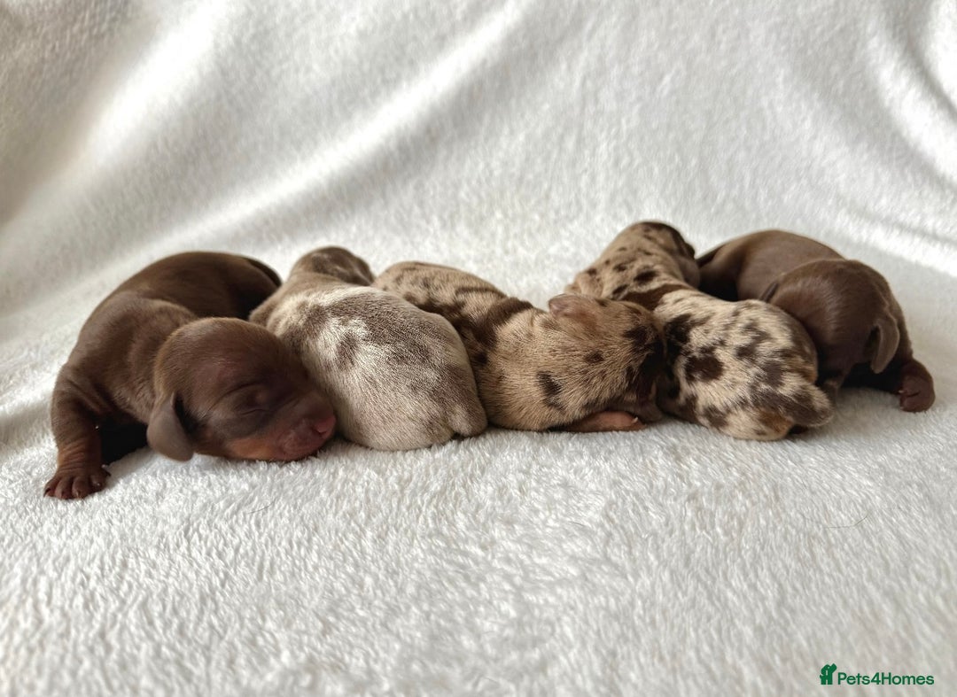 Miniature Dachshund dogs for sale: Miniature Dachshund Puppies - Image 1