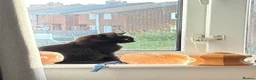 Mixed Breed cats for sale: 5 black long hair kittens  - Advert 5