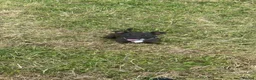 Patterdale Terrier dogs for sale: Patterdale terrier pups  - Advert 16