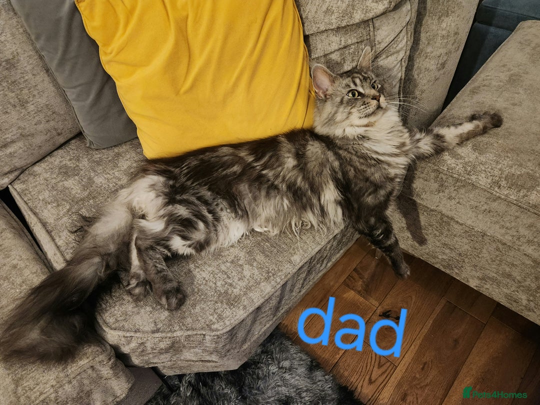 Maine Coon cats for sale: 1 female Maine coons ready to leave now  - Advert 14