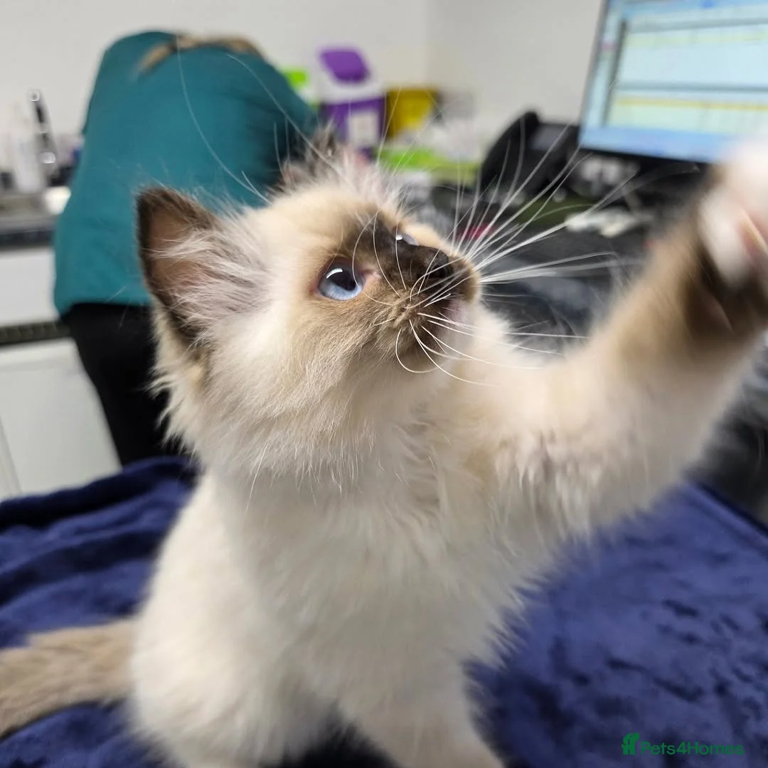 Ragdoll cats for sale: Beautiful Ragdoll Kittens Available - Advert 9