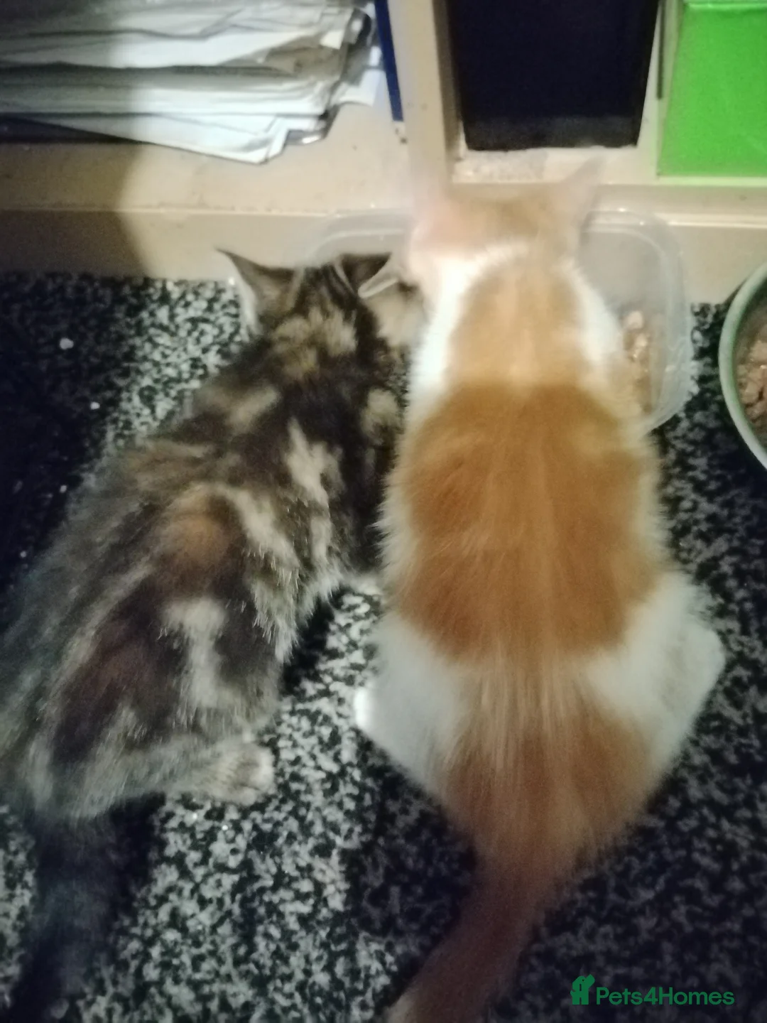Mixed Breed cats for sale: 4 beautiful coloured kittens  - Advert 2