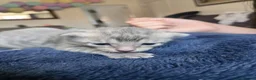 Mixed Breed cats for sale: Grey tabby kittens in Henlow - Advert 2