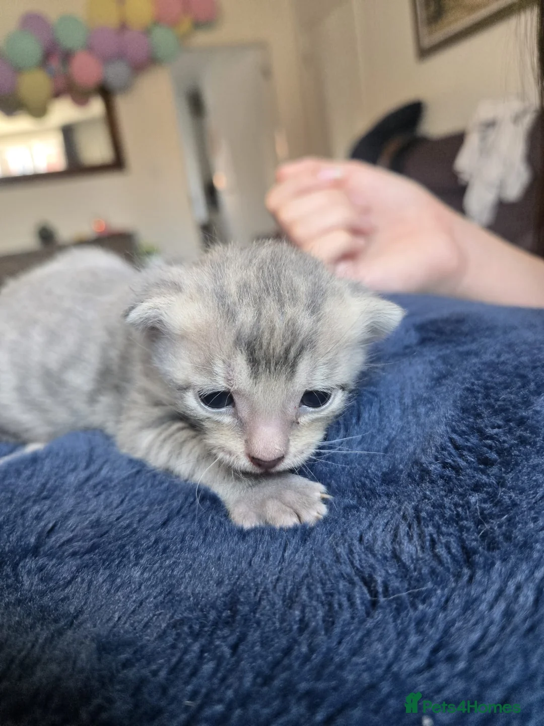 Mixed Breed cats for sale: Grey tabby kittens in Henlow - Advert 2
