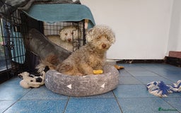 Yorkiepoo dogs for adoption: M.&K. - two inseparable friends for a Loving Home - Image 7