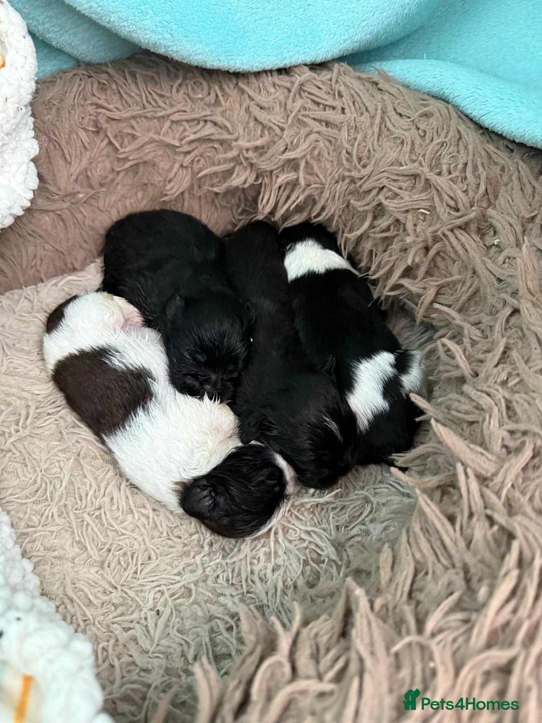 Shih Tzu dogs for stud: Kc registerd stud karashishi and sweet tooth lines in Southampton - Advert 24