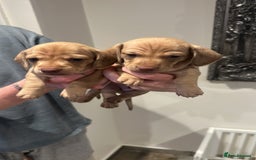Miniature Dachshund dogs for sale: Miniature dachshund PRA CLEAR  in Portsmouth - Image 2