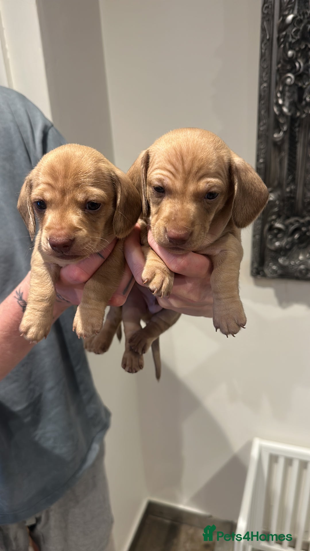 Miniature Dachshund dogs for sale: Miniature dachshund PRA CLEAR  in Portsmouth - Image 2