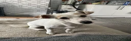 Jack Russell dogs for sale: Mini jack russel - Advert 3