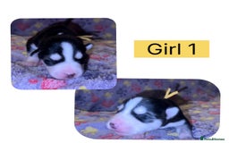 Mixed Breed dogs for sale: Shepsky cross Puppies  - Image 4