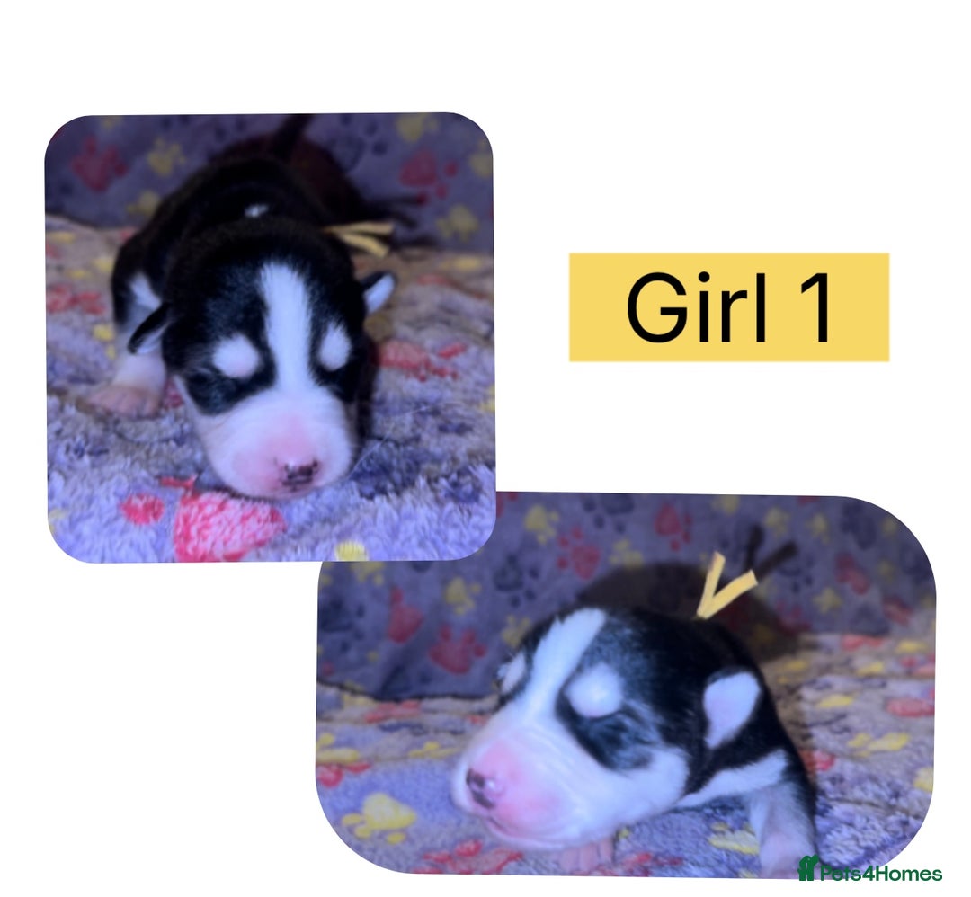 Mixed Breed dogs for sale: Shepsky cross Puppies  - Image 4