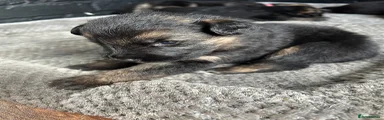 German Shepherd 3