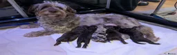 Cockapoo dogs for sale: Rare breed of cocktail Pasties, F1B Cockerpoos - Advert 13