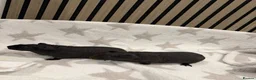 Guinea Pig rodents for sale: 2 Beautiful Skinny pig females 🐹 - Advert 2