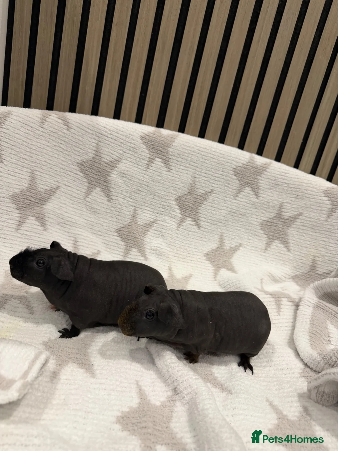 Guinea Pig rodents for sale: 2 Beautiful Skinny pig females 🐹 - Advert 2