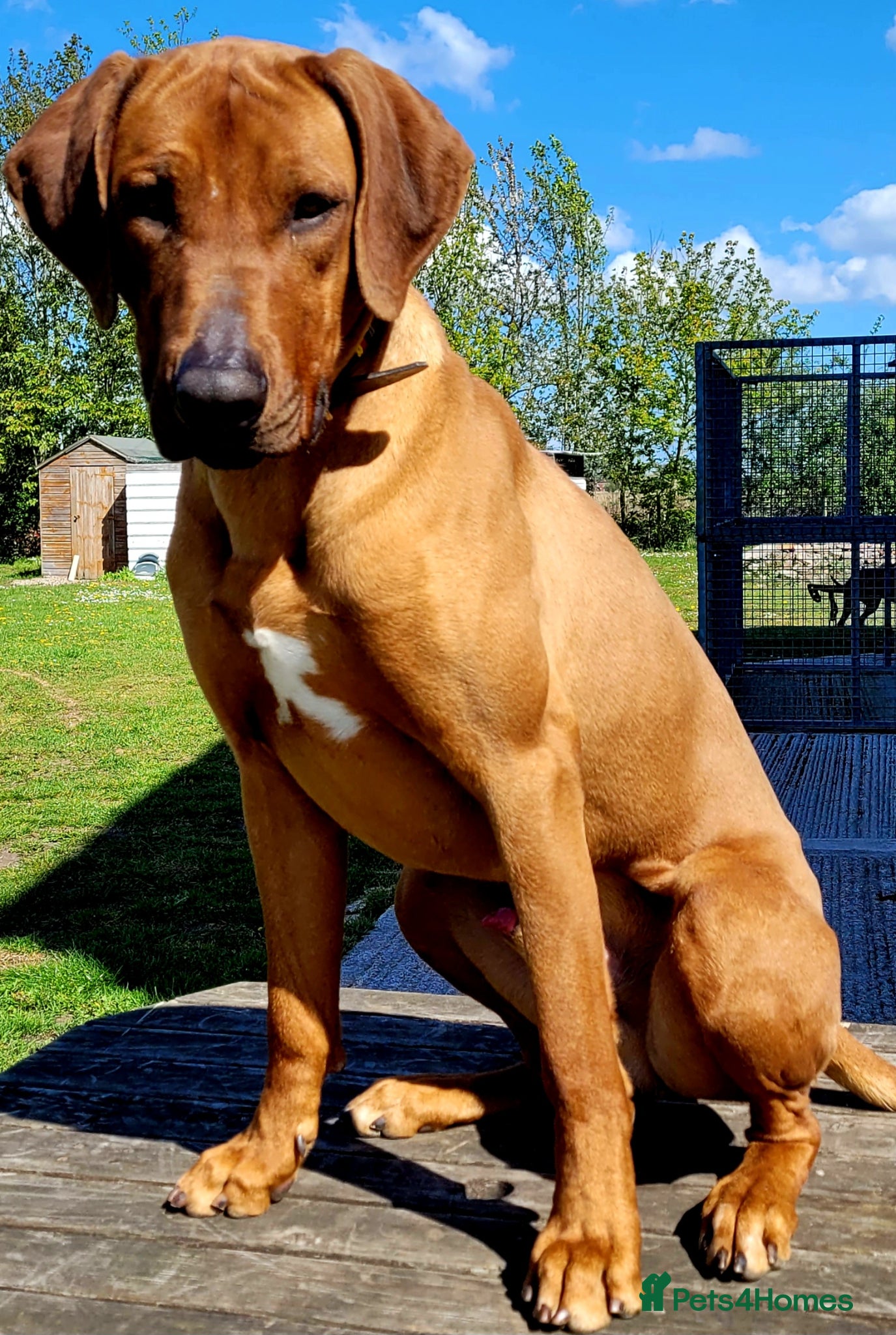 Rhodesian Ridgeback dogs ORIGINAL KC IMPORTED STUD FROM AFRICA  - Advert 2