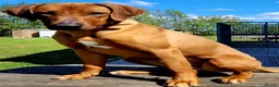 Rhodesian Ridgeback dogs for stud: ORIGINAL KC IMPORTED STUD FROM AFRICA  - Advert 2