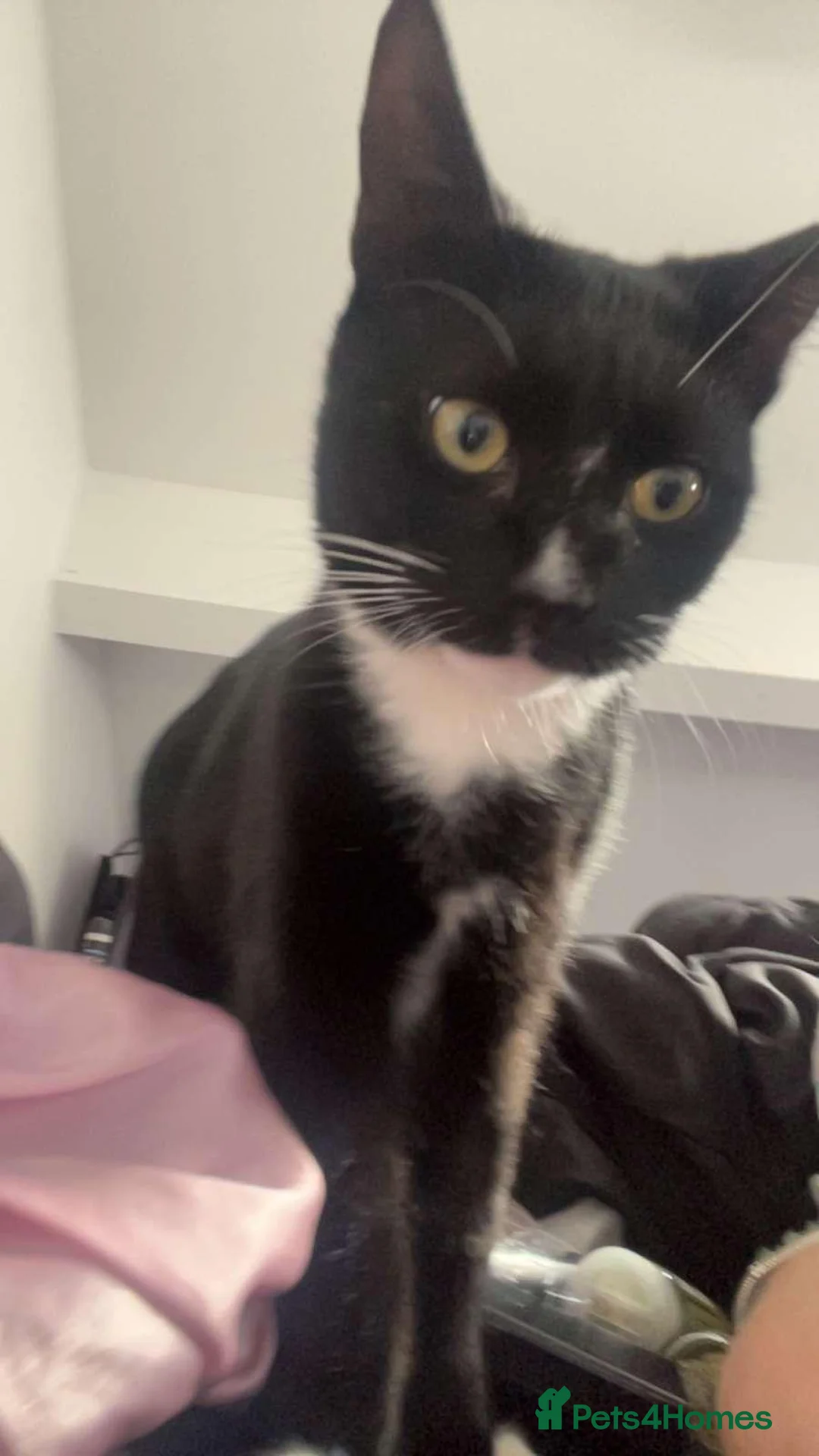 British Shorthair cats for sale: Male tuxedo for sale in Darwen - Advert 2