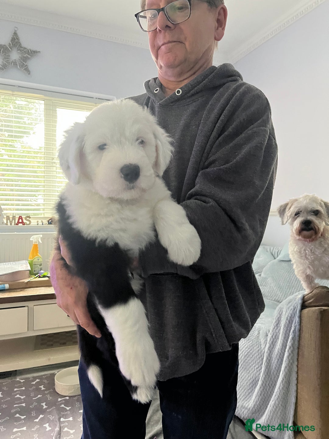 Old English Sheepdog dogs for sale: Old English Sheepdog Puppies - Advert 3