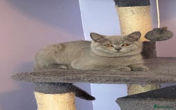 British Shorthair cats for sale: STUNNING, HEALTH TESTED PARENTS, BLUE BSH KITTENS in Burntwood - Image 19