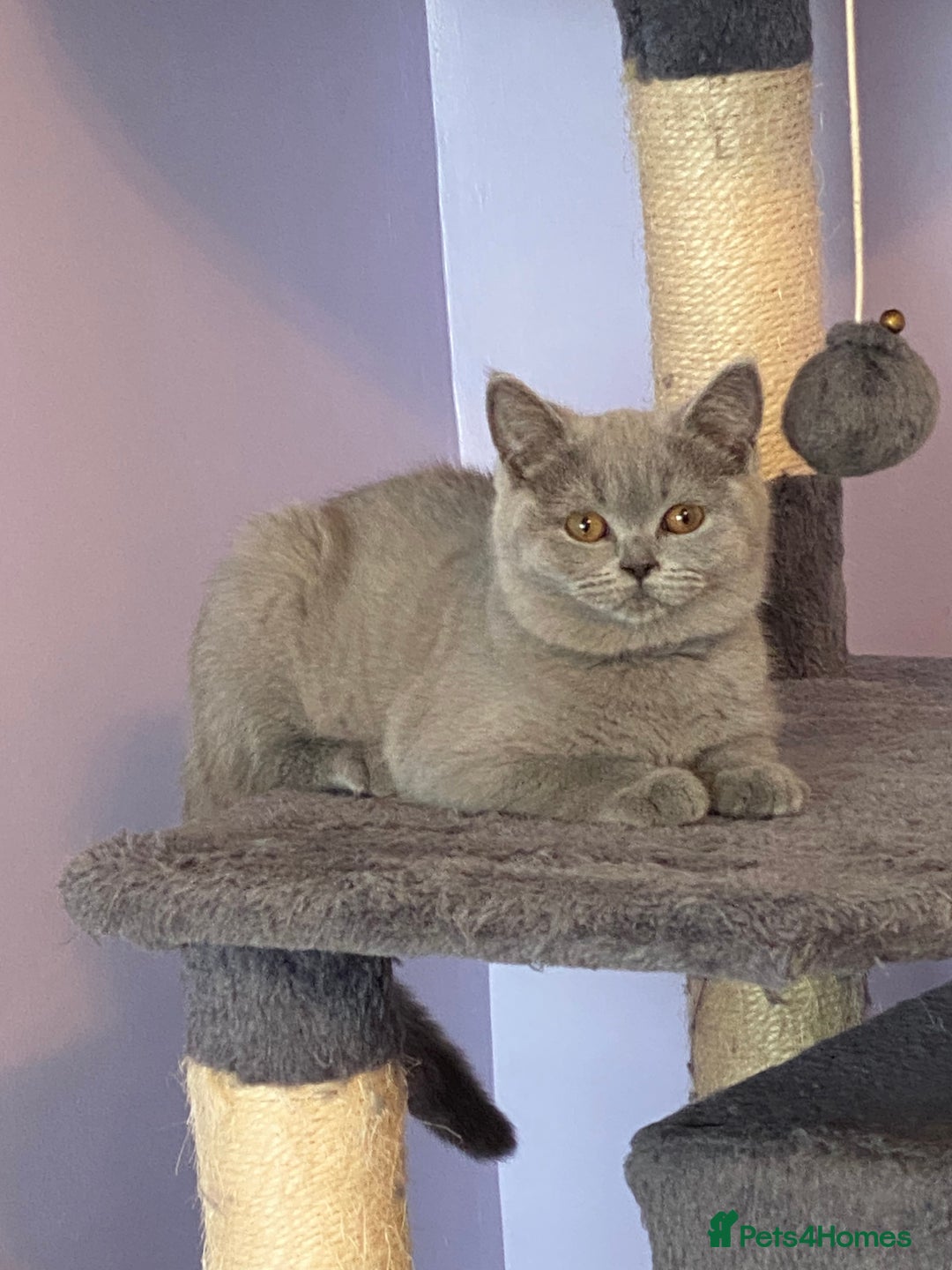 British Shorthair cats for sale: STUNNING, HEALTH TESTED PARENTS, BLUE BSH KITTENS in Burntwood - Image 19