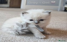 Ragdoll cats for sale: 💫 Blue Point Ragdoll Kittens 💫 - Image 12