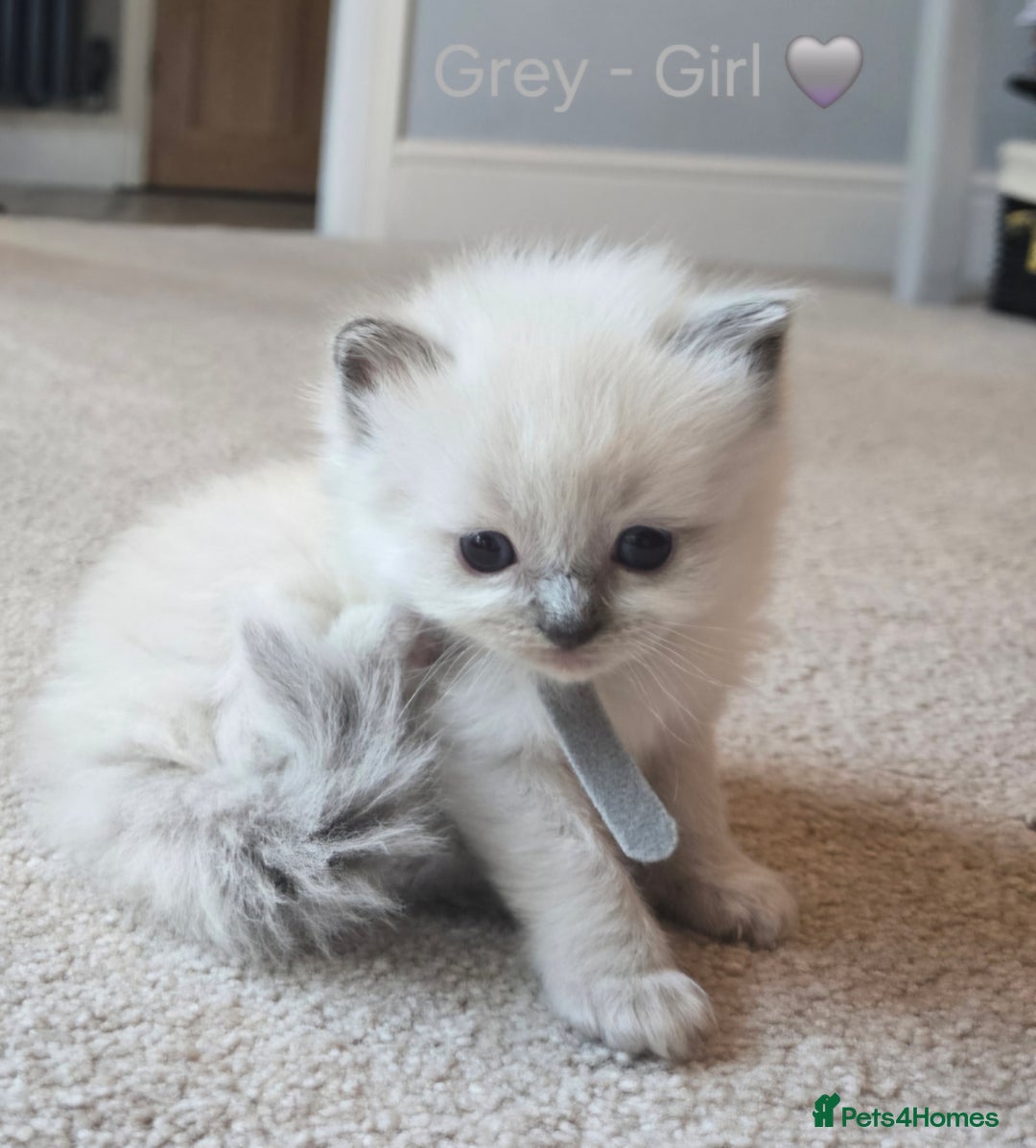 Ragdoll cats for sale: 💫 Blue Point Ragdoll Kittens 💫 - Image 12