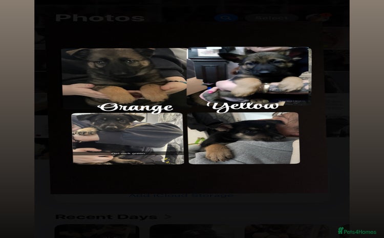 German Shepherd dogs - Advert 15