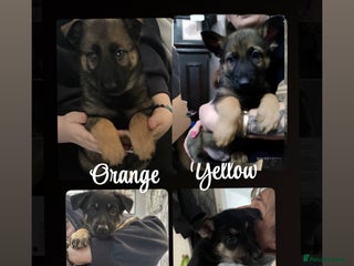 German Shepherd dogs - Advert 22