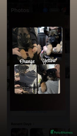 German Shepherd dogs - Advert 11