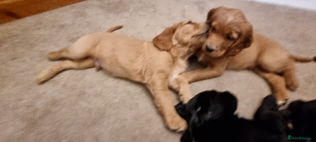 Mixed Breed dogs for sale: Ready for our forever homes - Advert 5