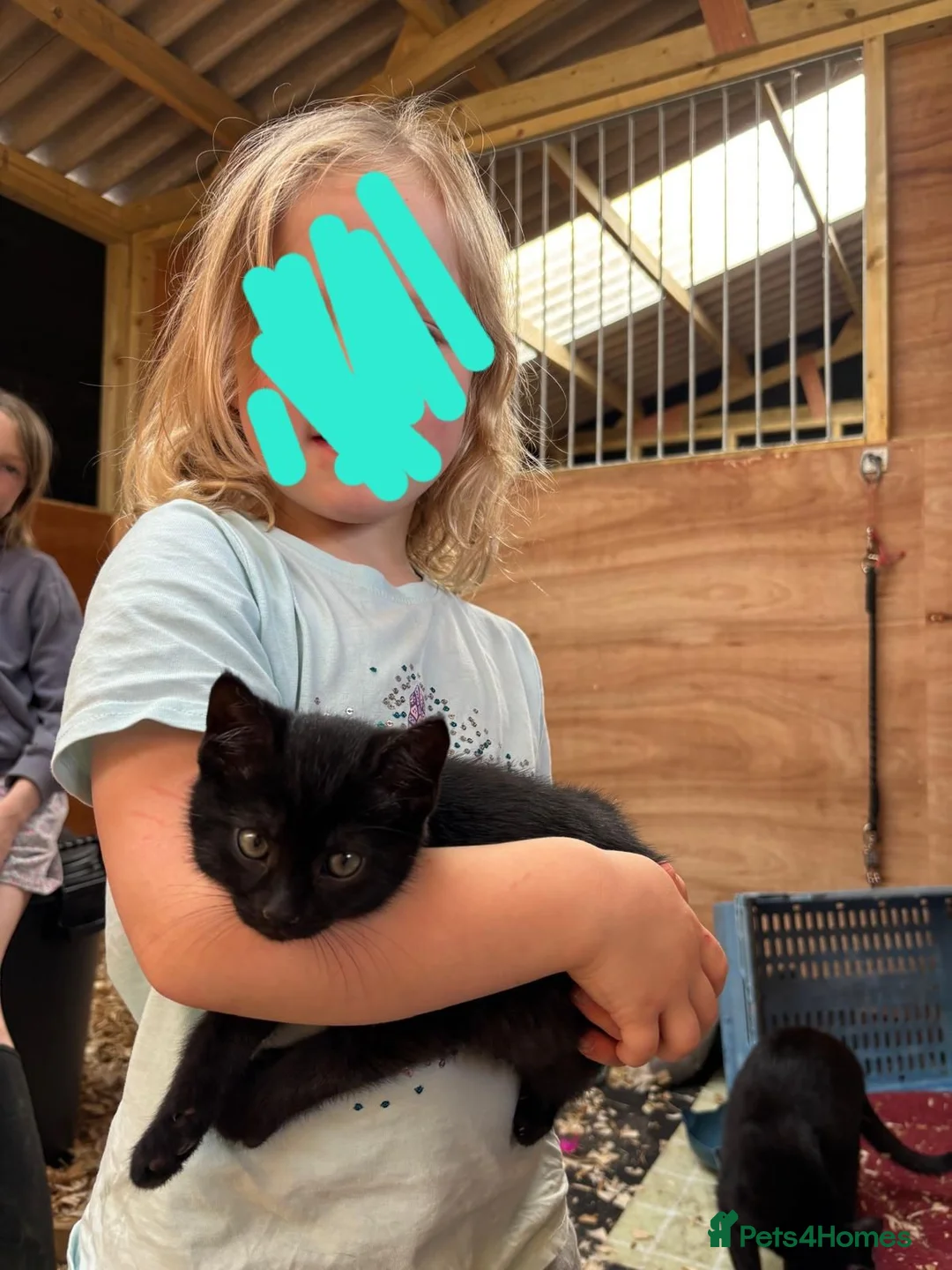 Mixed Breed cats for sale: 4 cute little kittens for sale in Bury Saint Edmunds - Advert 6