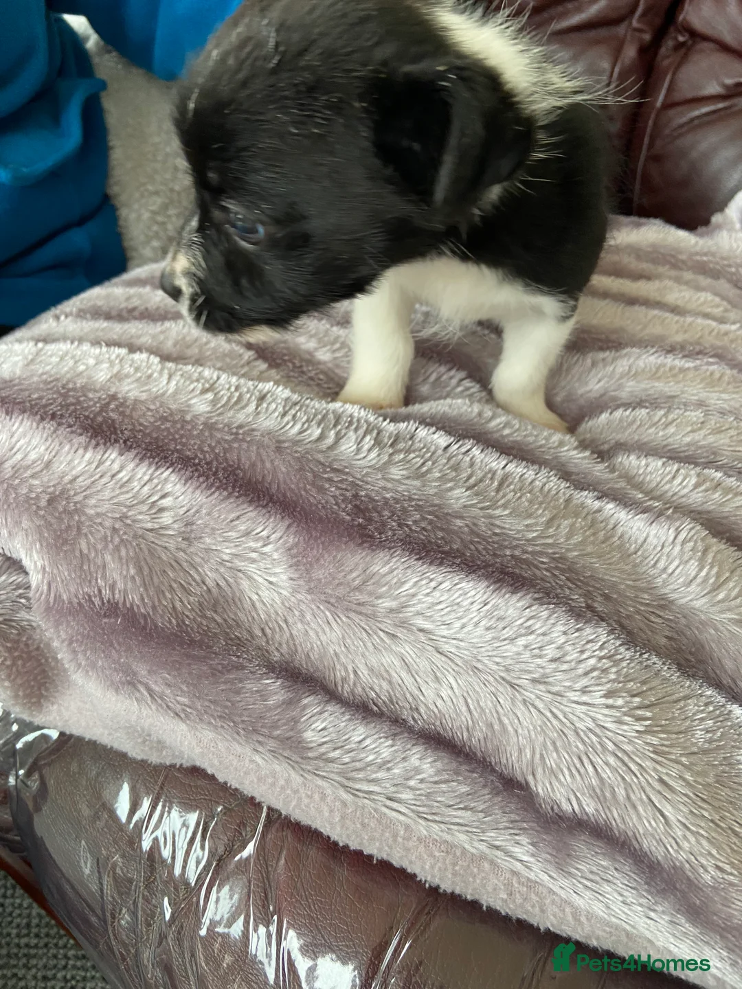 Jack Russell dogs for sale: Jack Russell  - Advert 2