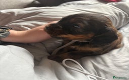Mixed Breed dogs for sale: 4 male cocker mixes - Image 4