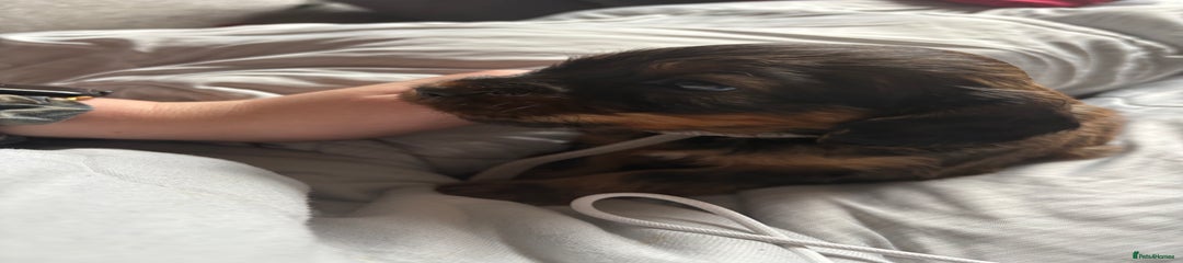 Mixed cocker 4