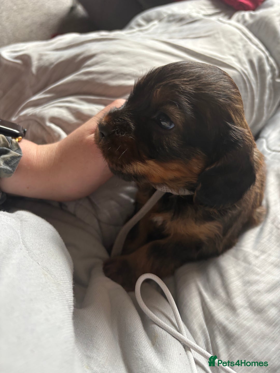 Mixed Breed dogs for sale: 4 male cocker mixes - Image 4