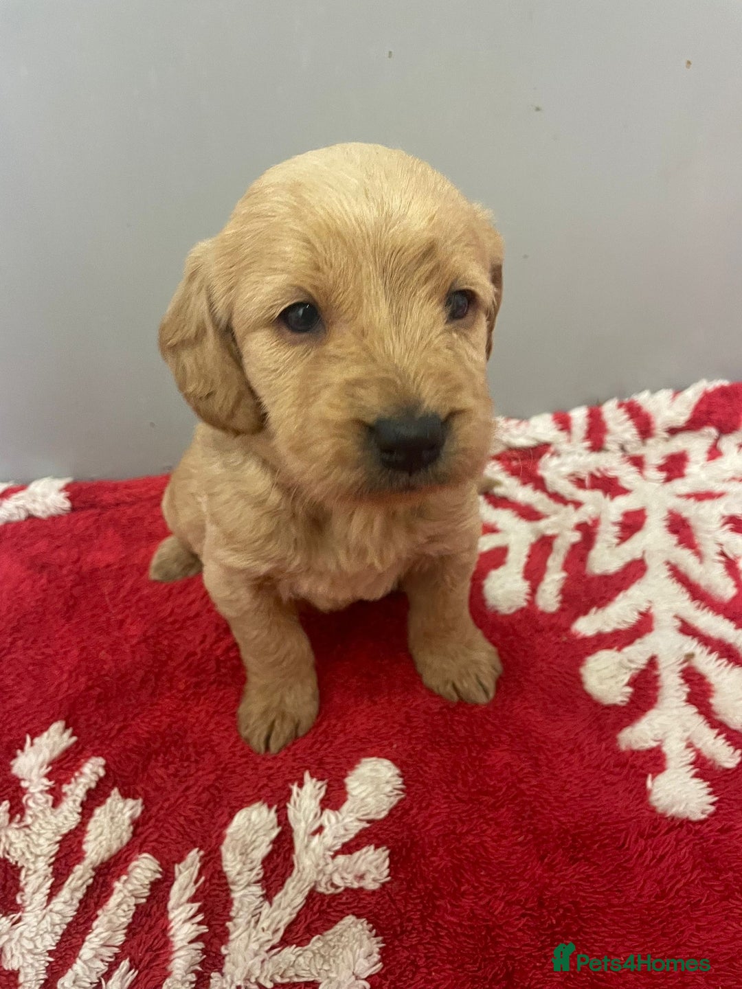 Labradoodle dogs for sale: F1 Labradoodle Puppies  - Advert 8