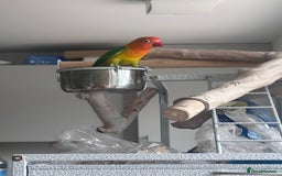 Lovebirds birds for sale: Pair of Beautiful breeding Lovebirds  - Image 4