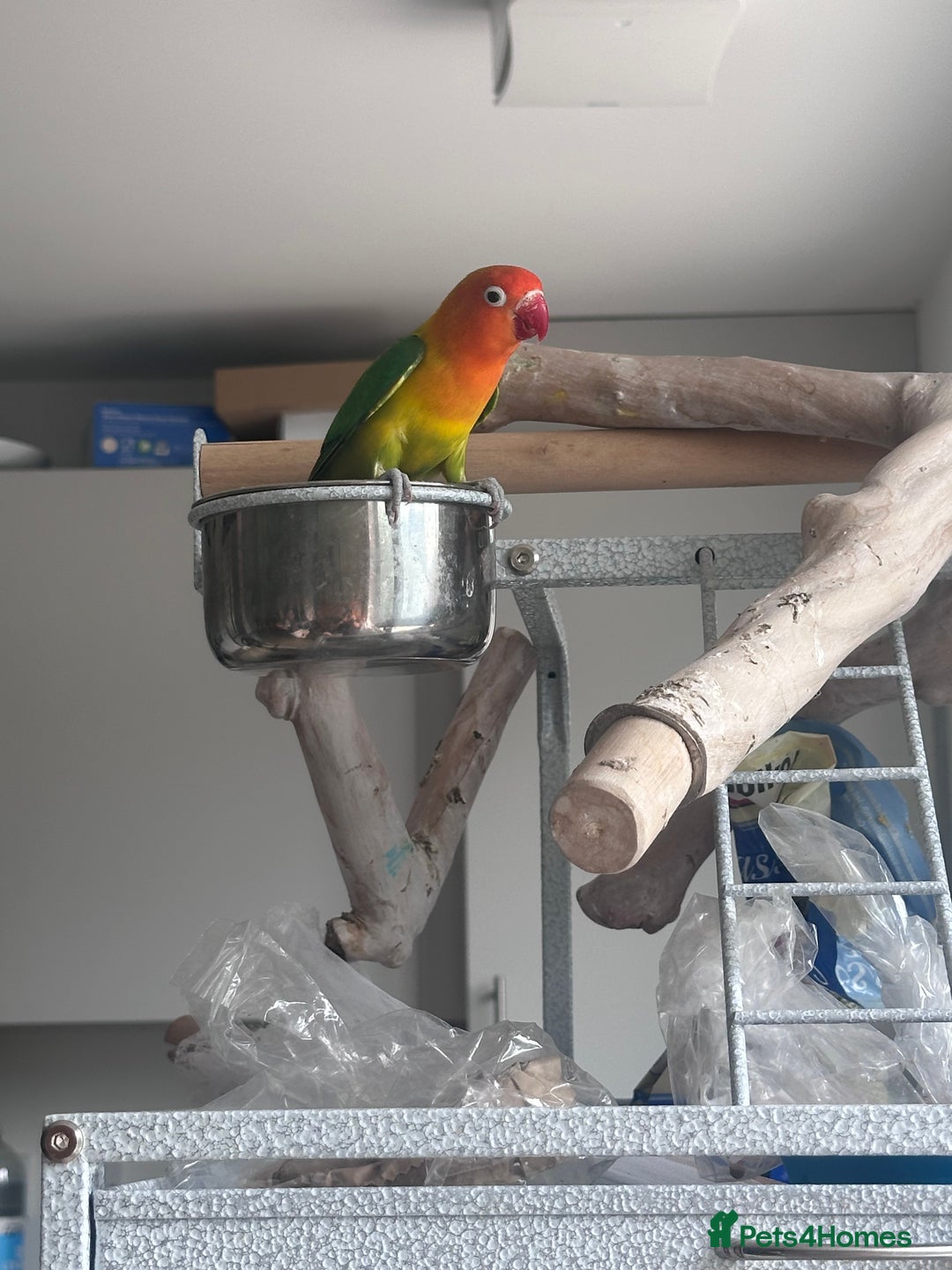 Lovebirds birds for sale: Pair of Beautiful breeding Lovebirds  - Image 4