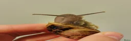 Snails invertebrates for sale: Precious little snails for sale  - Advert 9