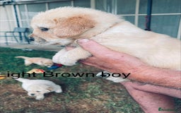 Golden Retriever dogs for sale: Golden Retriever Pups - Image 10