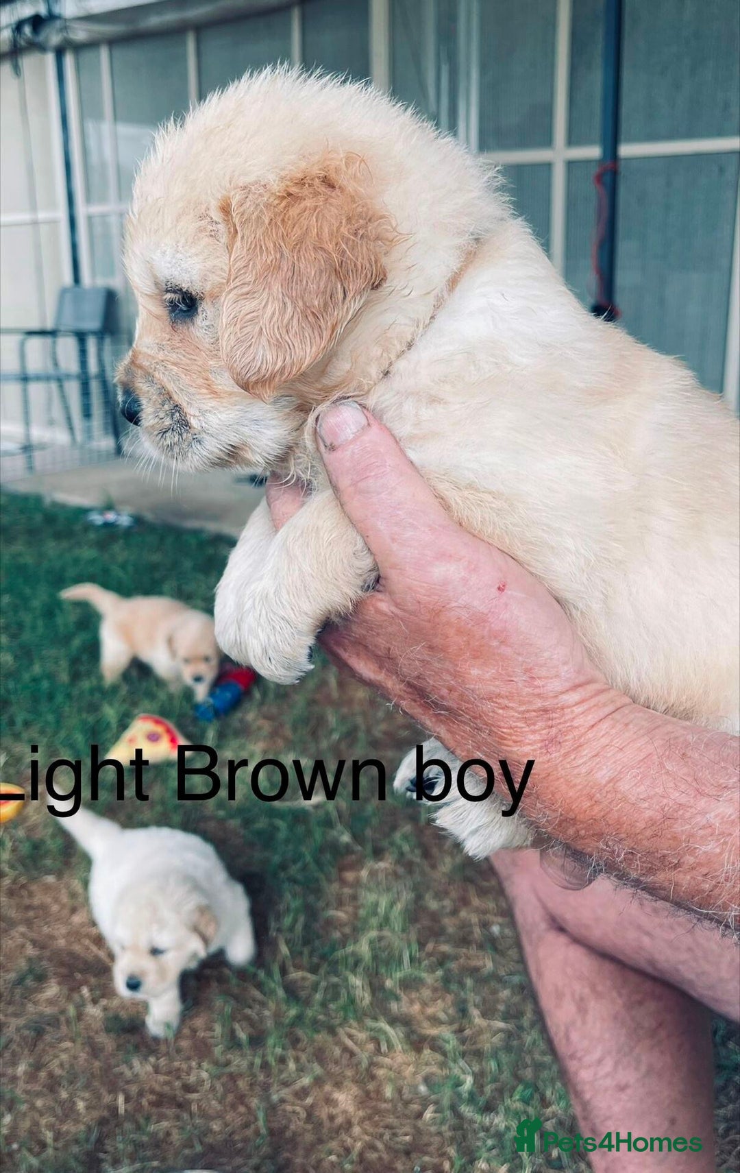 Golden Retriever dogs for sale: Golden Retriever Pups - Image 10