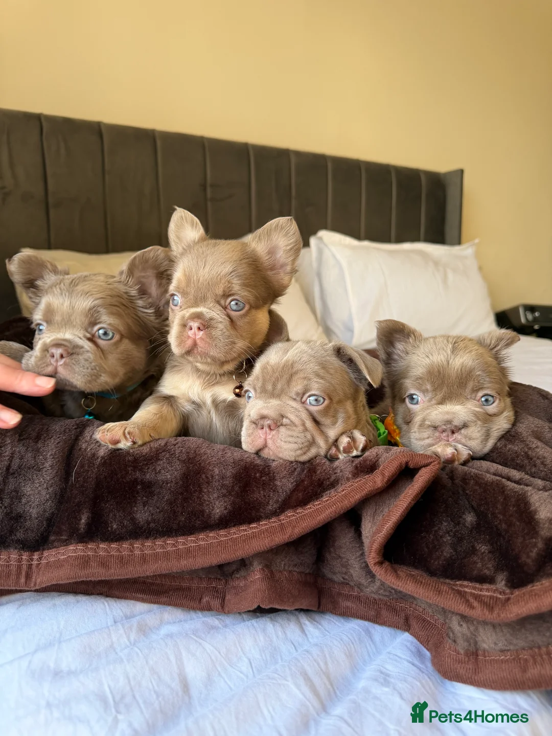 French Bulldog dogs for sale: French bulldog  - Advert 10