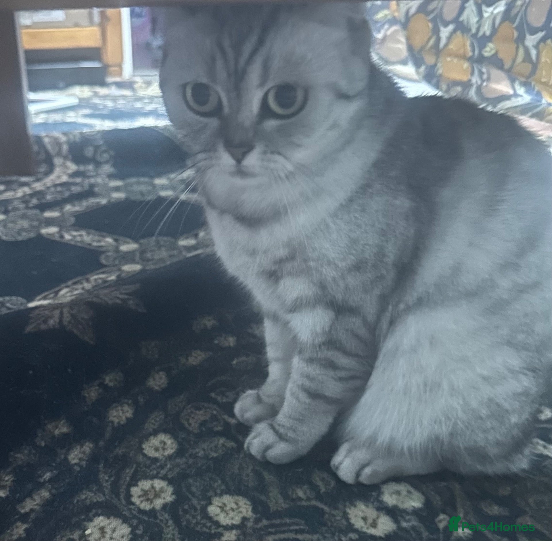 British Shorthair cats for sale: Gorgeous silver shaded girl - Advert 3