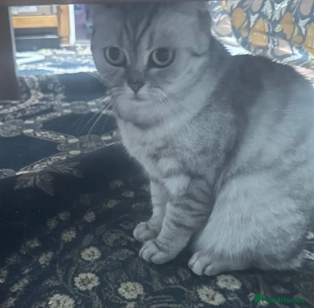 British Shorthair cats for sale: Gorgeous silver shaded girl - Advert 1