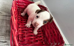 Jack Russell dogs for sale: Miniature Jack Russell’s   - Image 9