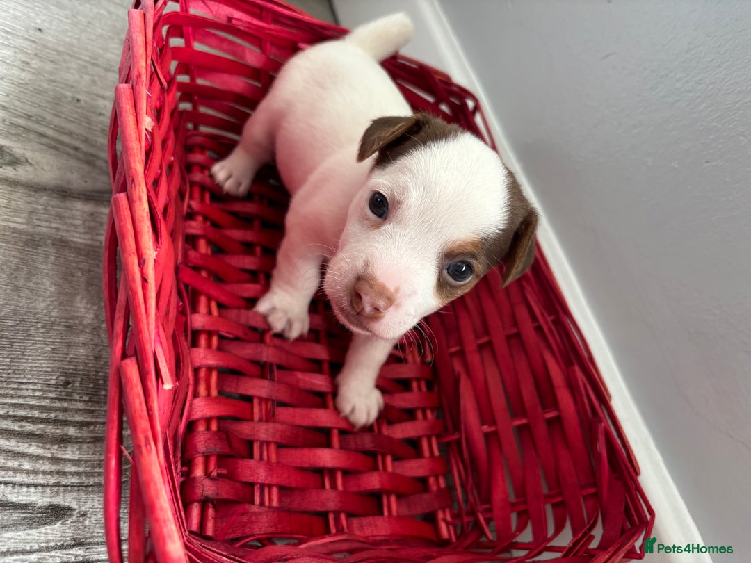 Jack Russell dogs for sale: Miniature Jack Russell’s   - Image 9