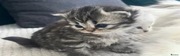 Persian cats for sale: Beautiful Purebred Persian Kittens for Sale - Advert 10