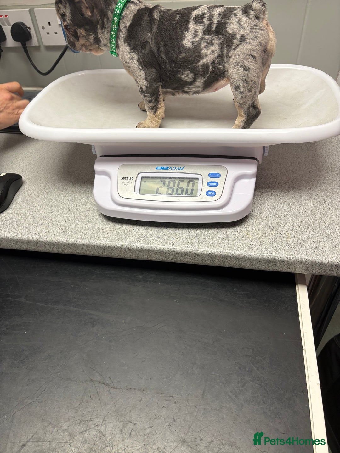 French Bulldog dogs for sale: 5 female French bulldogs  - Advert 2